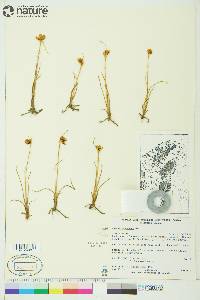 Juncus leucochlamys image