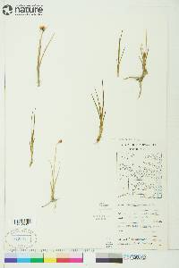 Juncus castaneus image