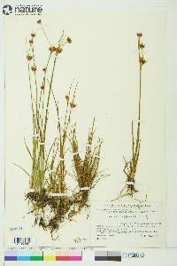 Juncus castaneus image