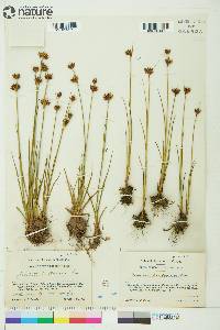 Juncus castaneus image