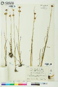 Juncus castaneus image