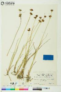 Juncus castaneus image