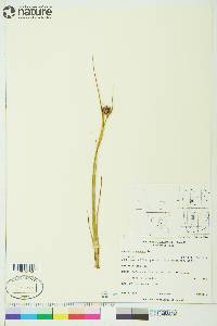 Juncus castaneus image