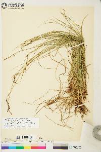 Carex bigelowii subsp. lugens image