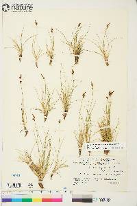 Carex supina image