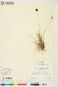 Carex atratiformis image