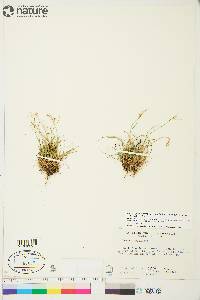 Carex capillaris image