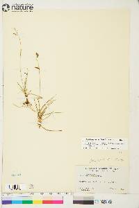 Carex capillaris image