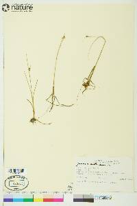 Juncus castaneus image