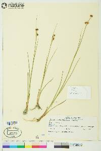 Juncus castaneus image