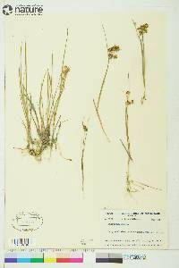 Juncus nodosus image