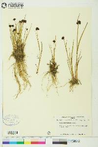 Juncus mertensianus image