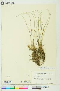 Juncus filiformis image