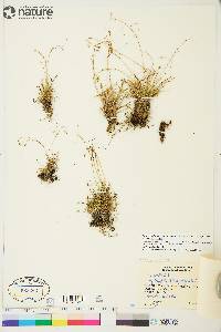 Carex capillaris image