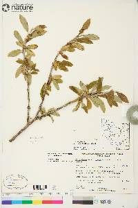 Salix glauca image