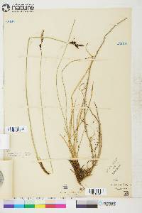 Carex bigelowii image