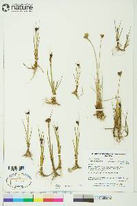 Juncus castaneus subsp. leucochlamys image