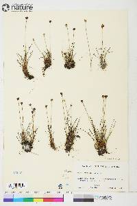 Juncus triglumis var. albescens image