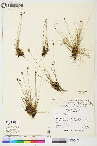 Juncus triglumis image