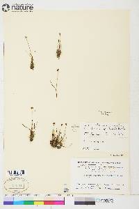 Juncus triglumis var. albescens image