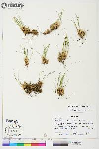 Juncus trifidus image