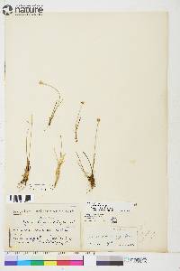 Juncus triglumis image