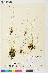 Juncus triglumis image