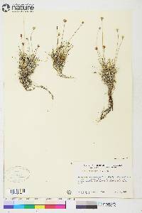 Juncus triglumis var. albescens image