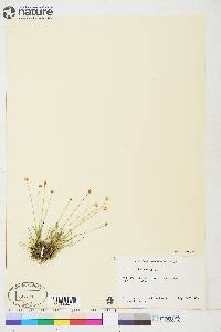 Juncus triglumis var. albescens image