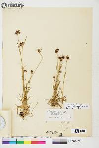 Luzula multiflora subsp. frigida image