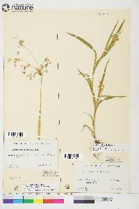 Luzula parviflora image