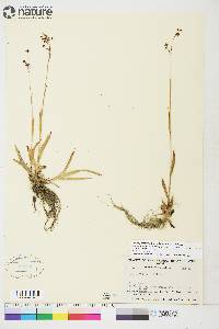 Luzula parviflora subsp. parviflora image