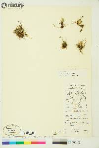 Tofieldia coccinea image
