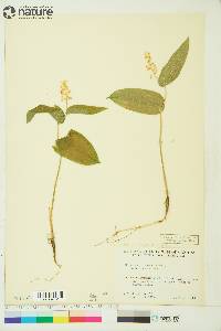 Maianthemum canadense image