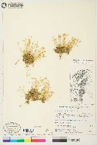 Sabulina rubella image