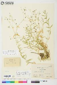 Stellaria borealis subsp. borealis image