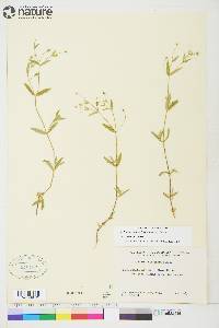 Stellaria borealis subsp. borealis image