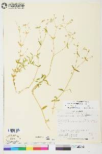 Stellaria borealis subsp. borealis image