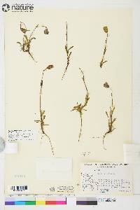 Silene uralensis subsp. uralensis image