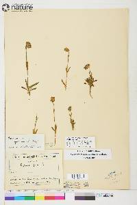 Silene uralensis subsp. uralensis image