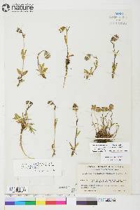 Silene uralensis subsp. uralensis image