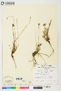 Silene uralensis subsp. uralensis image