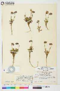 Silene uralensis image