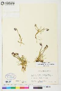 Silene uralensis subsp. uralensis image