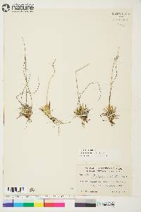 Tofieldia pusilla image