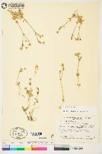 Cerastium arcticum image