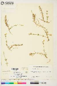 Salix pyrifolia image