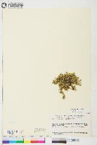 Cherleria biflora image