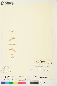 Moehringia lateriflora image