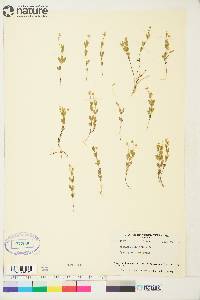 Moehringia lateriflora image